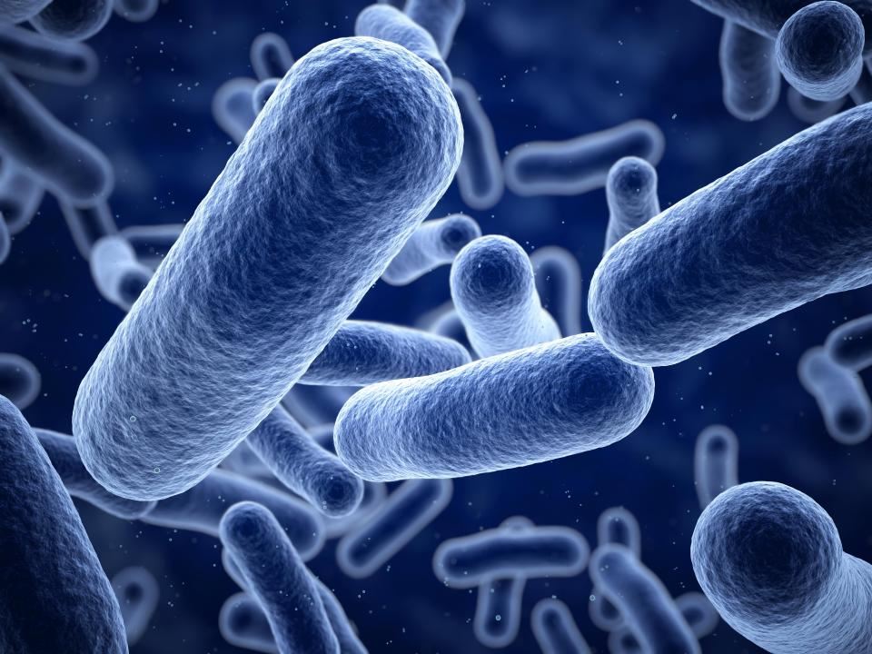 Những lợi ích của bào tử lợi khuẩn Bacillus trên đường hô hấp Những lợi ích của bào tử lợi khuẩn Bacillus trên đường hô hấp